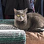 cat, gray_cat, yellow_eyes, indoor, blanket, woven_blanket, brown_surface, furniture, coat, clothing, hanging_clothes, pet, animal, resting, fur, domestic_cat, portrait, cute, relaxed, home
