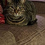 Pretty Girl is registered to the contest to win money with this photo: cat, tabby_cat, pet, feline, indoor, couch, sofa, animal, whiskers, fur, ears, eyes, relaxed, domestic_animal, resting, close_up, home, comfortable, brown, seated