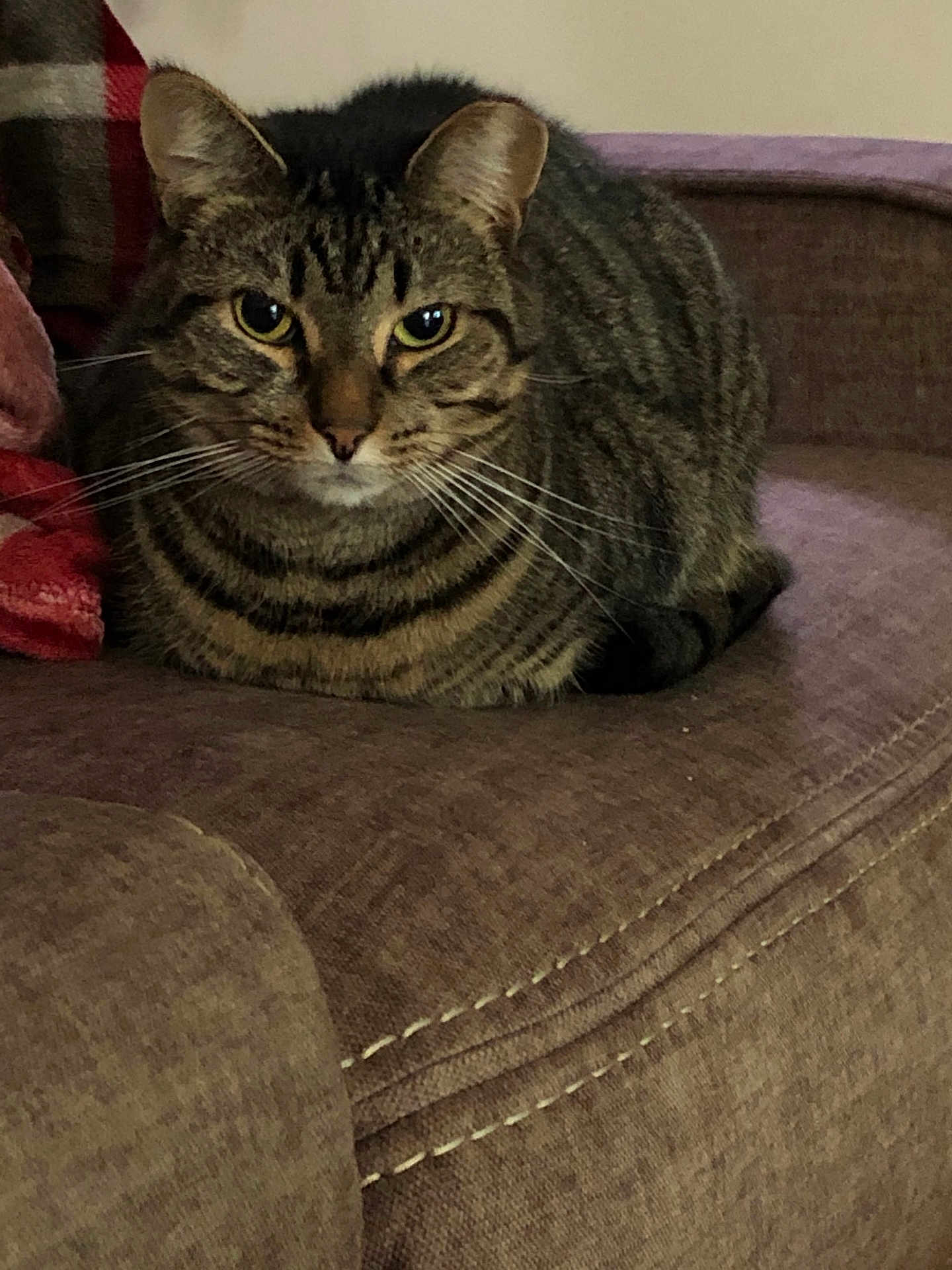 Pretty Girl is registered to the contest to win money with this photo: cat, tabby_cat, pet, feline, indoor, couch, sofa, animal, whiskers, fur, ears, eyes, relaxed, domestic_animal, resting, close_up, home, comfortable, brown, seated