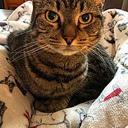 Pretty Girl is registered to the contest to win money with this photo: cat, tabby, close_up, indoor, blanket, yellow_eyes, fur, whiskers, pet, cozy, domestic_animal, comfort, feline, resting, warm_lighting, home, curious, animal, soft_texture, striped