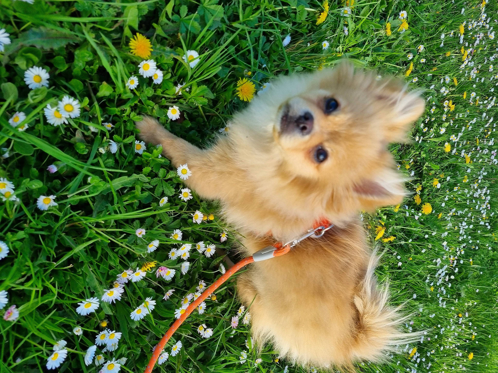 Bouboule a rejoint le concours — aidez-le/la à gagner de superbes lots ! carnivore, companion_dog, dog, dog_breed, fawn, flower, fur, german_spitz, german_spitz_klein, german_spitz_mittel, grass, groundcover, plant, pomeranian, spitz, sporting_group, tail, toy_dog, volpino_italiano, whiskers