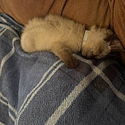 Fynn is registered to the contest to win money with this photo: animal, blanket, blue, brown, collar, comfort, couch, cozy, cute, domestic_animal, fur, furry, indoor, kitten, pet, plaid, relaxation, resting, sleeping, young