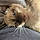 Fynn
