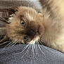 Fynn is registered to the contest to win money with this photo: animal, blue_eyes, blurry, candid, cat, close_up, cozy, curious, cute, fabric, feline, fur, indoor, pet, portrait, resting, soft, texture, warm, whiskers