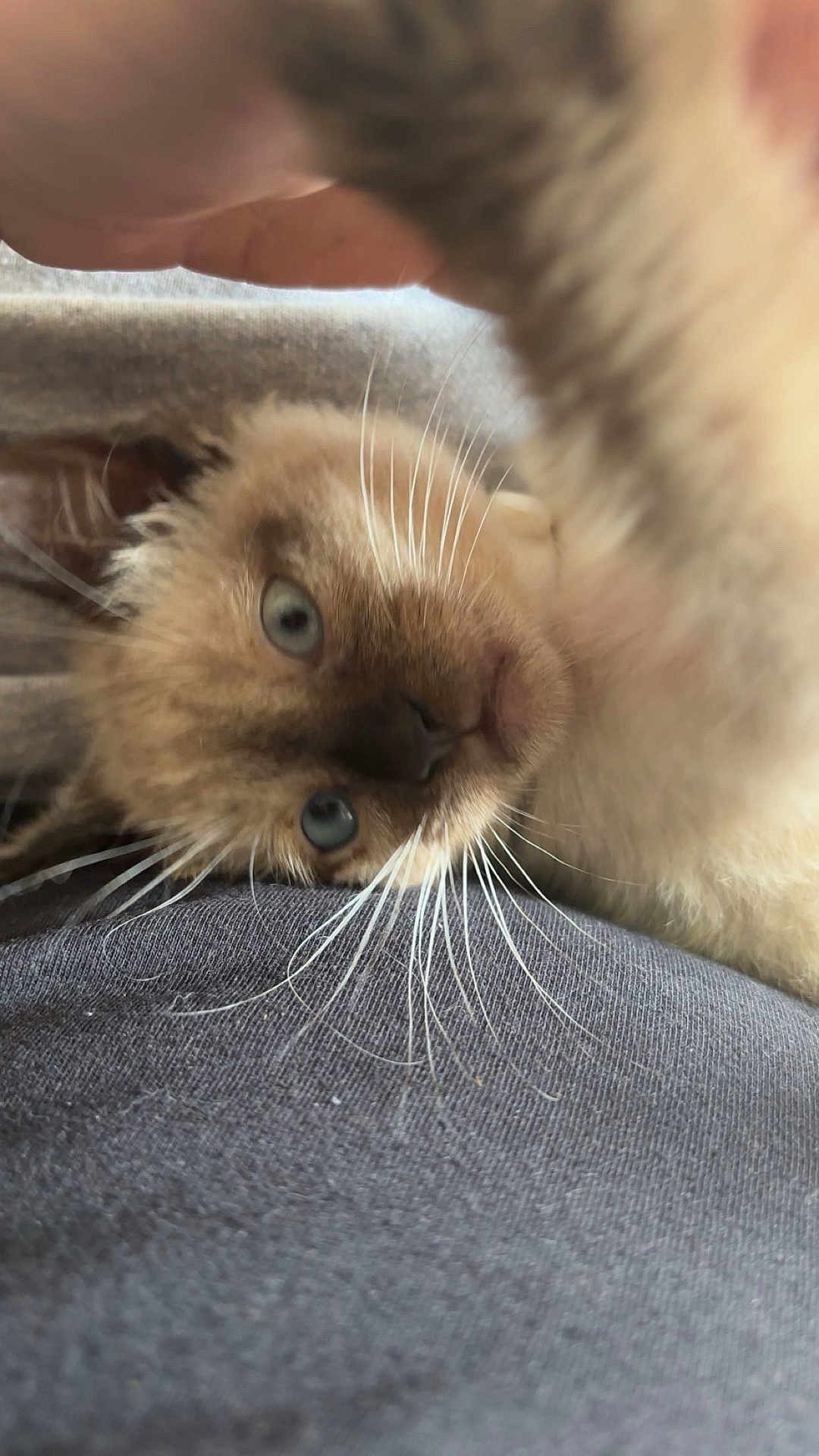 Fynn