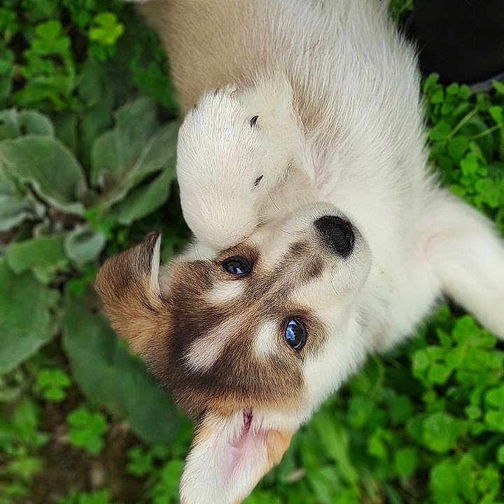 Venom participe au concours pour gagner de l'argent avec cette photo : animal, ball, canine, dog, face, grass, green, head, herbal, herbs, husky, leaf, person, pet, plant, puppy, sport, tennis, tennisball, vegetation