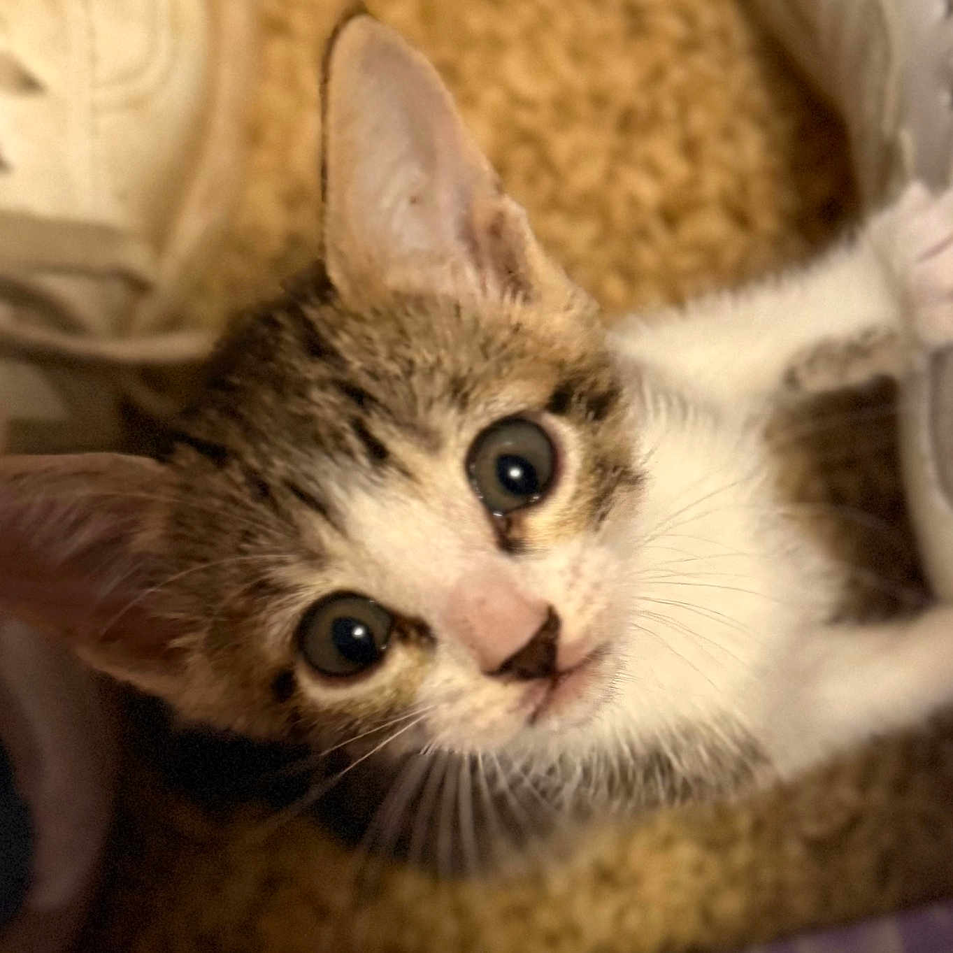 Bizzy is registered to the contest to win money with this photo: carpet, cat, close_up, cute, eyes, floor, fur, human_leg, indoor, kitten, looking_up, paw, pet, portrait, shoe, sneaker, soft_lighting, tabby, whiskers, young