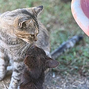 Missy joined the competition — help win amazing prizes! cat, kitten, tabby, pet, animals, whiskers, nose_touch, outdoor, grass, bokeh, closeup, portrait, fur, ears, paws, affection, interaction, sitting, nature, backyard