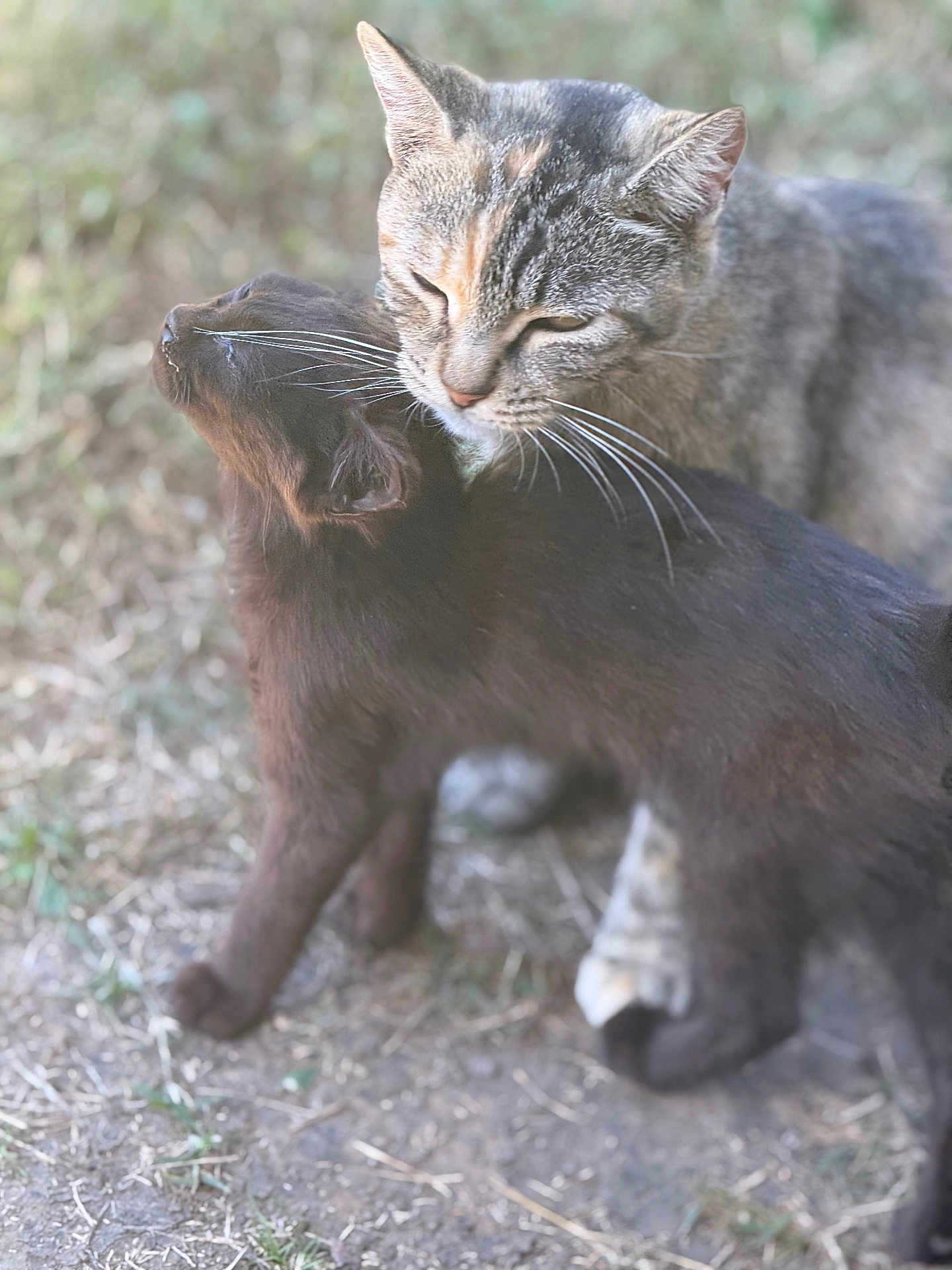 Missy joined the competition — help win amazing prizes! cat, tabby_cat, black_cat, feline, whiskers, grooming, affection, cuddle, outdoor, grass, close_up, pets, animal_pair, fur, portrait, nature, playful, domestic_cat, head_touch, companionship