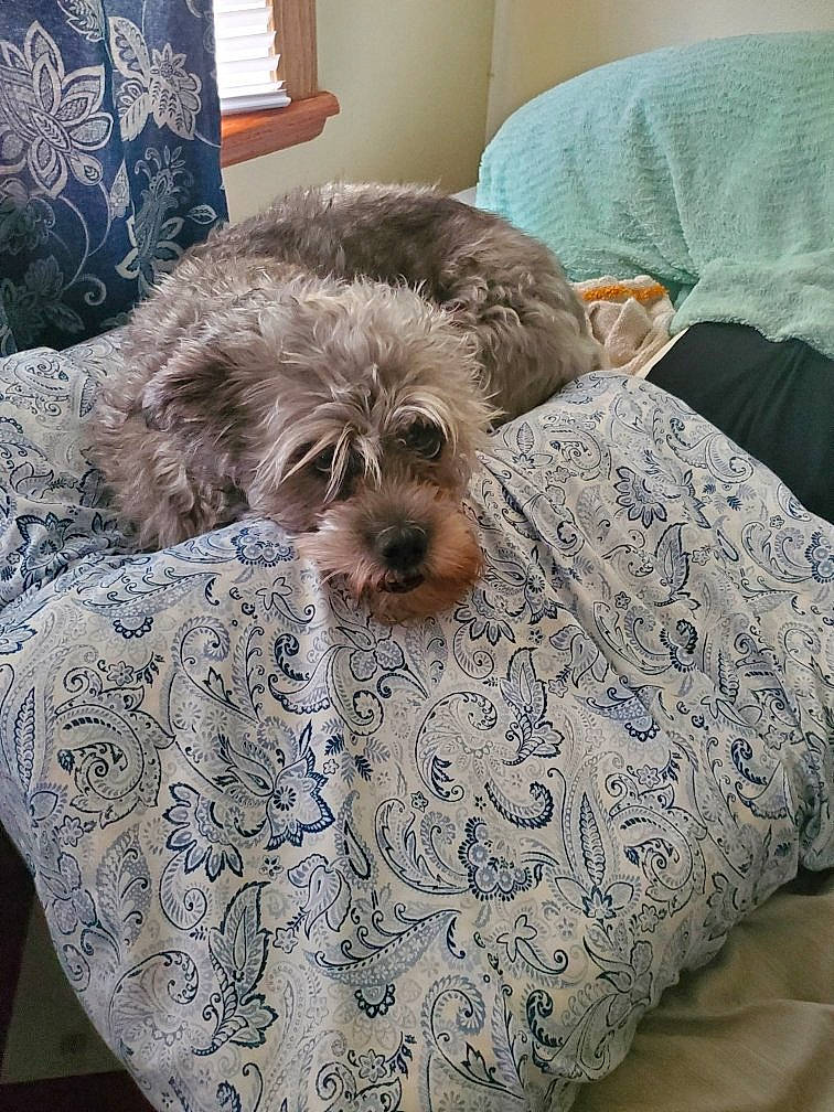 Raven joined the competition — help win amazing prizes! bedding, canidae, carnivore, comfort, companion_dog, couch, dog, dog_breed, dog_supply, fawn, fur, grey, linens, liver, pillow, room, sporting_group, terrier, toy_dog, working_animal