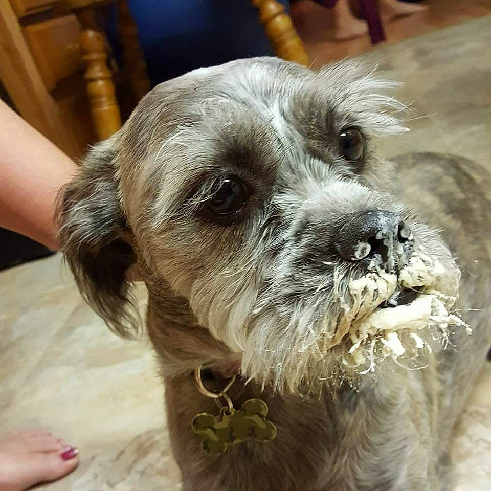 Raven joined the competition — help win amazing prizes! ancient_dog_breeds, canidae, carnivore, collar, companion_dog, dog, dog_breed, dog_collar, fur, non_sporting_group, pet_supply, puppy, puppy_love, small_terrier, snout, sporting_group, terrier, toy_dog, working_animal