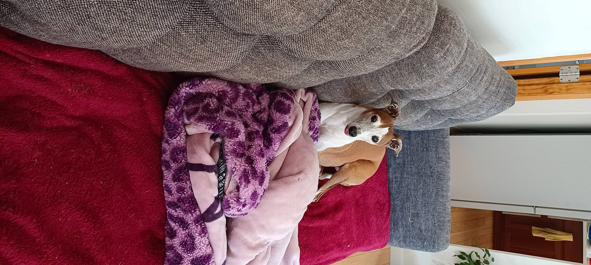 Slick joined the competition — help win amazing prizes! carnivore, comfort, companion_dog, dog, fashion_accessory, fawn, fur, hat, linens, magenta, pattern, pink, plant, purple, sleeve, stuffed_toy, sunglasses, toy, violet, woolen