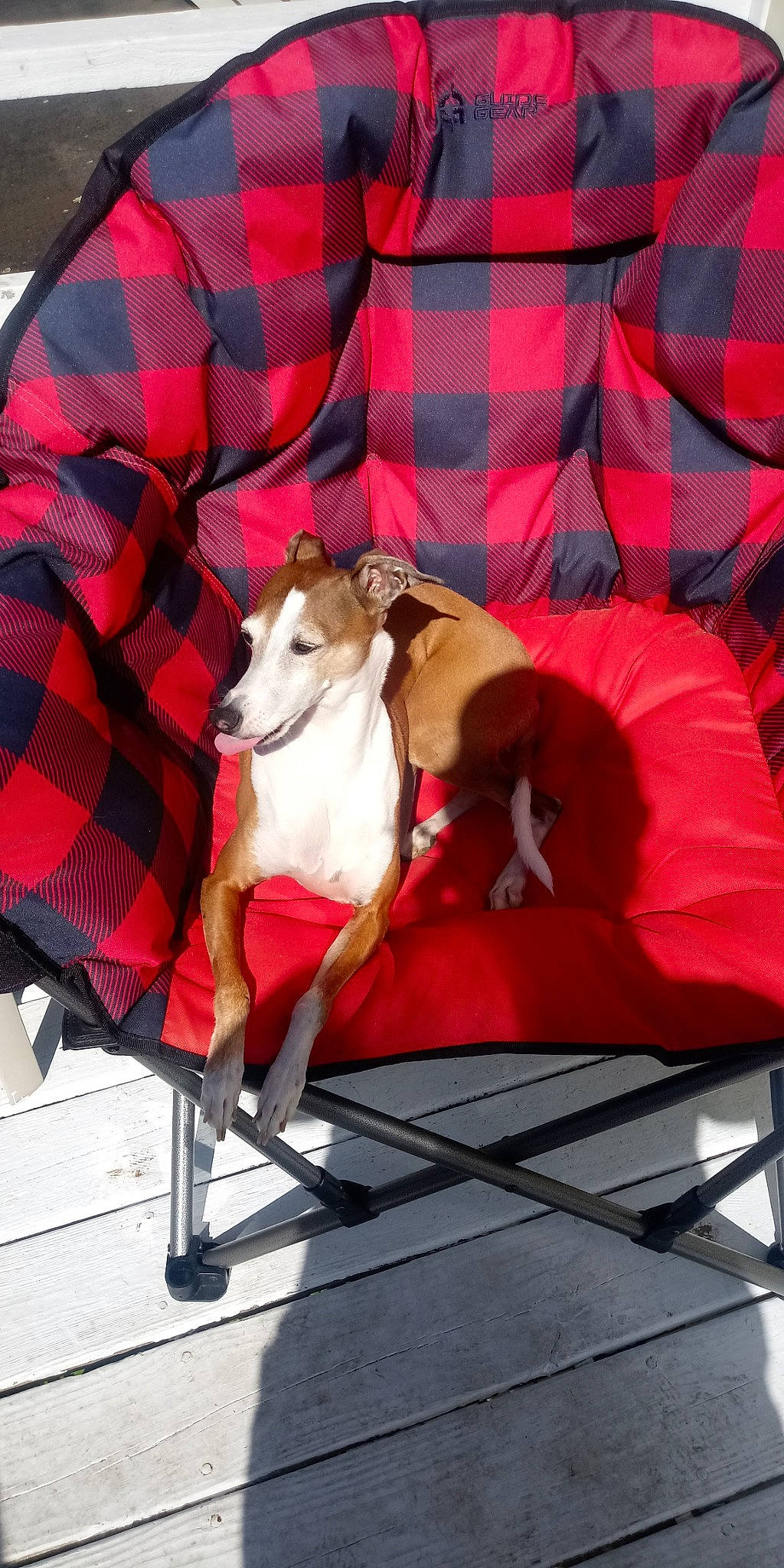 Slick is registered to the contest to win money with this photo: carnivore, collar, comfort, companion_dog, dog, dog_breed, dog_clothes, dog_supply, fawn, linens, pattern, pet_supply, plaid, sighthound, sporting_group, tail, tartan, textile, toy_dog, working_animal