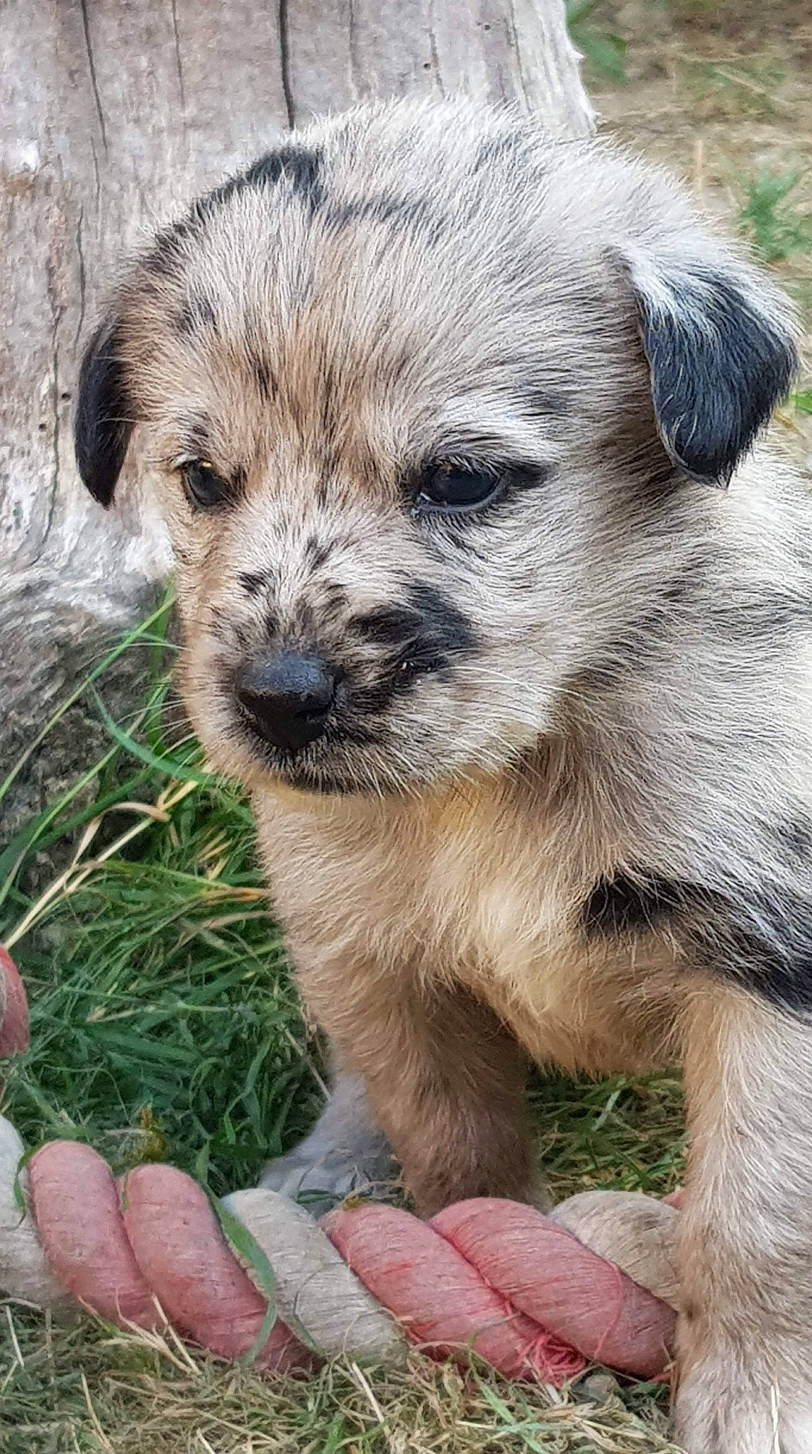 Romy participe au concours pour gagner de l'argent avec cette photo : canidae, carnivore, companion_dog, dog, dog_breed, fawn, fur, grass, nail, plant, puppy, snout, soil, sporting_group, terrestrial_animal, terrier, thumb, whiskers, wildlife, working_animal