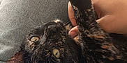 Nooka a rejoint le concours — aidez-le/la à gagner de superbes lots ! cat, kitten, tortoiseshell, pet, animal, lap, hand, denim, clothing, person, indoor, closeup, cute, fur, whiskers, yellow_eyes, resting, comfort, casual, texture
