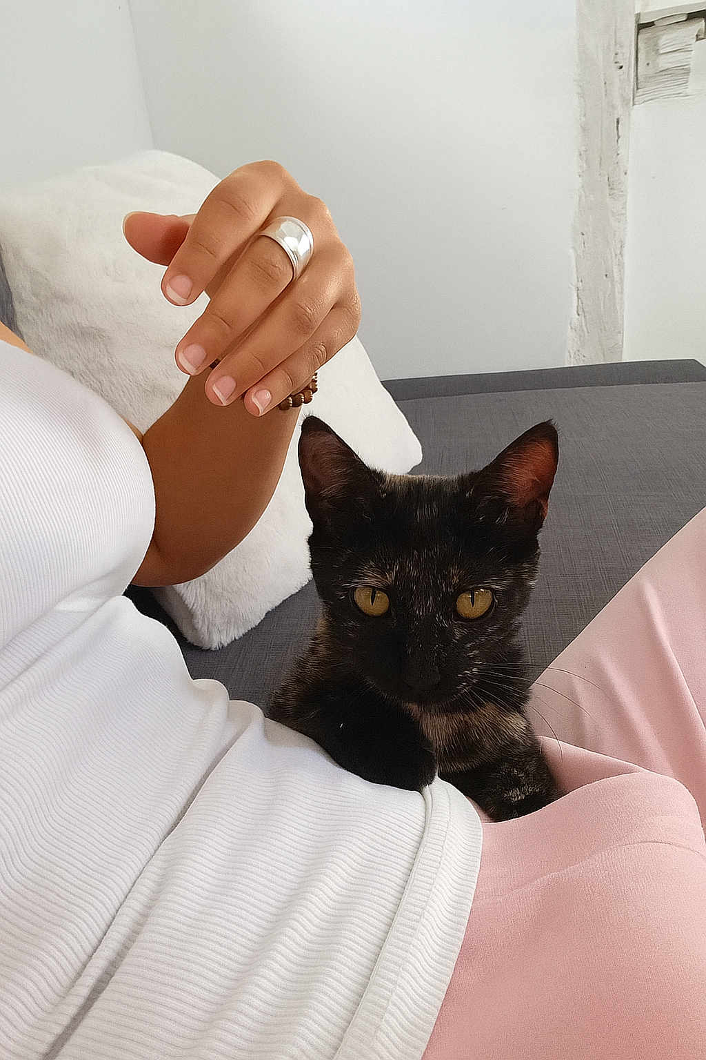 Nooka participe au concours pour gagner de l'argent avec cette photo : cat, tortoiseshell_cat, lap, hand, ring, person, white_top, pink_pants, pillow, sofa, indoor, relaxing, pet, animal, feline, closeup, casual, comfort, resting, cozy