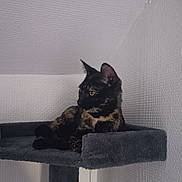 Nooka a rejoint le concours — aidez-le/la à gagner de superbes lots ! cat, tortoiseshell, cat_tree, pet, indoor, feline, resting, looking_sideways, gray, fuzzy_toy, platform, wall, texture, domestic_animal, animal, fur, ears, whiskers, relaxed, small
