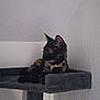 cat, tortoiseshell, cat_tree, pet, indoor, feline, resting, looking_sideways, gray, fuzzy_toy, platform, wall, texture, domestic_animal, animal, fur, ears, whiskers, relaxed, small