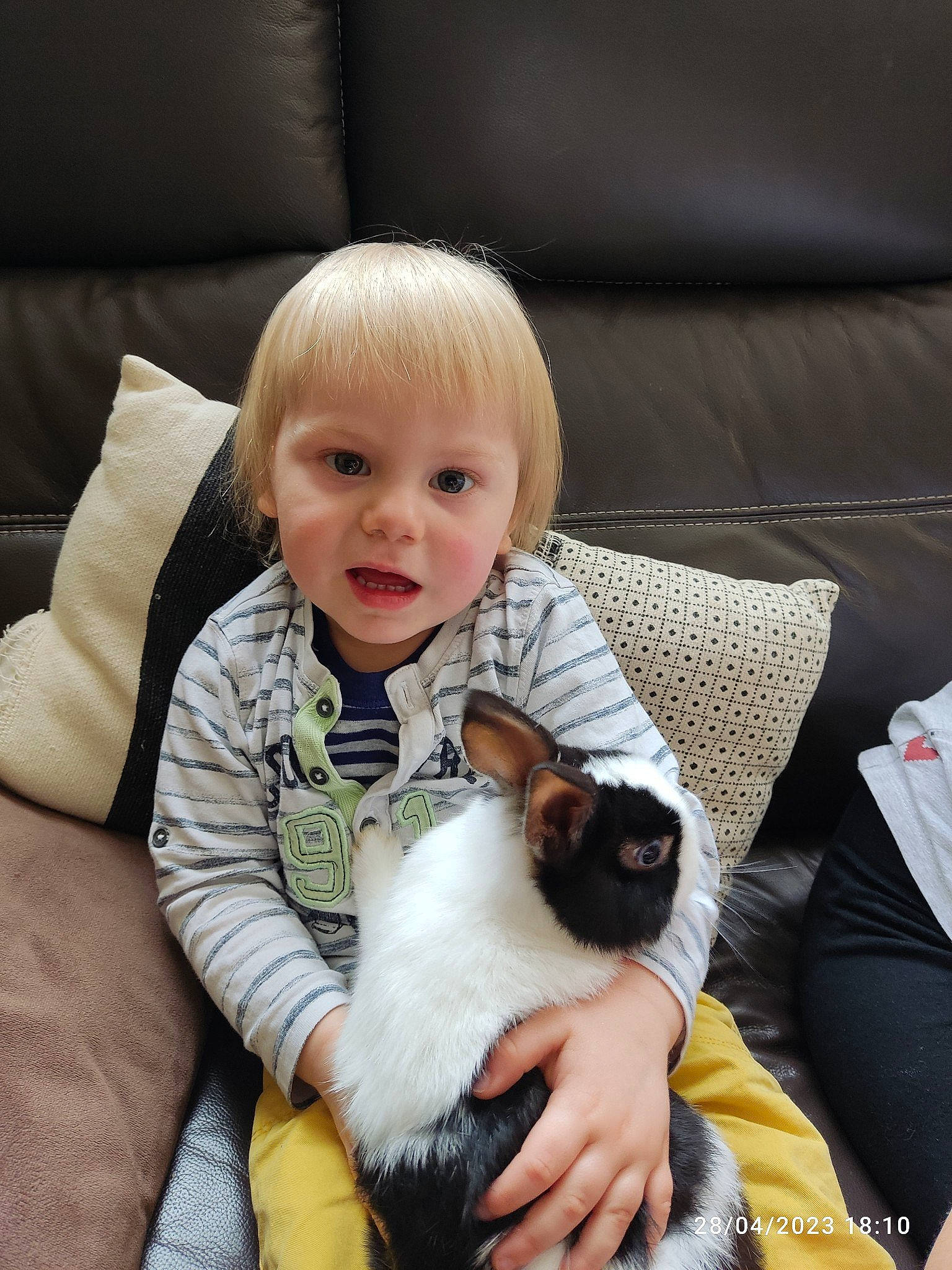 Mathias a rejoint le concours — aidez-le/la à gagner de superbes lots ! carnivore, cat, child, comfort, companion_dog, couch, dog_breed, fawn, felidae, fur, happy, iris, lap, linens, person, sitting, small_to_medium_sized_cats, smile, throw_pillow, toddler