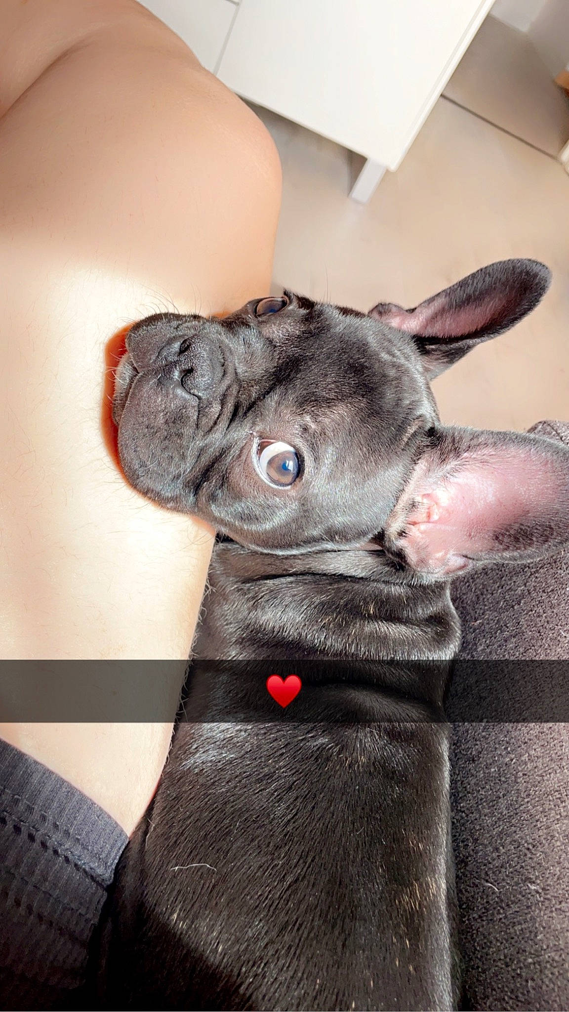 Rucky a rejoint le concours — aidez-le/la à gagner de superbes lots ! canidae, carnivore, comfort, companion_dog, dog, dog_breed, ear, fawn, foot, fur, gesture, grey, non_sporting_group, snout, sporting_group, terrestrial_animal, toy_dog, whiskers, working_animal, wrinkle