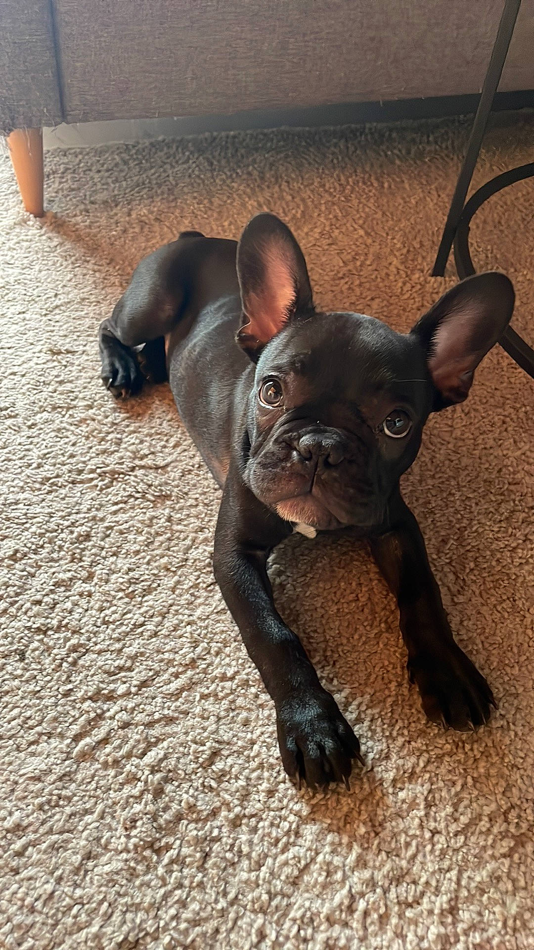 Rucky a rejoint le concours — aidez-le/la à gagner de superbes lots ! bulldog, canidae, carnivore, collar, companion_dog, dog, dog_breed, dog_collar, ear, fawn, flooring, french_bulldog, liver, snout, sporting_group, tail, terrestrial_animal, toy_dog, whiskers, working_animal