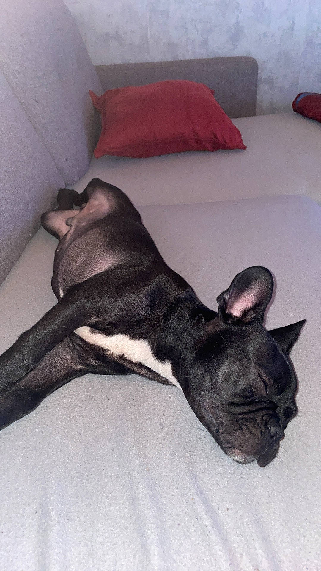 Rucky a rejoint le concours — aidez-le/la à gagner de superbes lots ! bulldog, canidae, carnivore, comfort, companion_dog, dog, dog_breed, ear, fawn, flooring, grey, guard_dog, hardwood, non_sporting_group, snout, sporting_group, tail, toy_dog, whiskers, working_animal