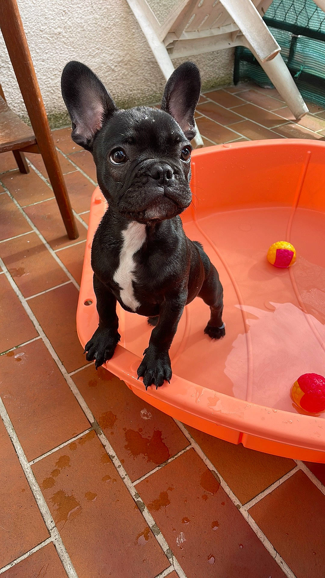 Rucky a rejoint le concours — aidez-le/la à gagner de superbes lots ! boston_terrier, bulldog, canidae, carmine, carnivore, chair, companion_dog, dog, dog_breed, fawn, flooring, french_bulldog, leisure, molosser, snout, sporting_group, toy_dog, water, whiskers, working_animal