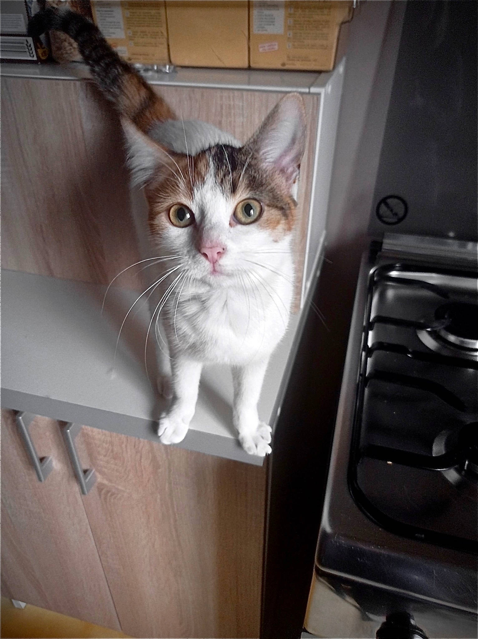 Nala participe au concours pour gagner de l'argent avec cette photo : carnivore, cat, cooktop, domestic_short_haired_cat, felidae, fur, gas, gas_stove, home_appliance, kitchen_appliance, kitchen_stove, major_appliance, metal, refrigerator, small_to_medium_sized_cats, snout, stove, tail, whiskers, wood