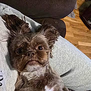 Tully joined the competition — help win amazing prizes! brown_fur, closeup, couch, cute, dog, ears, expression, eyes, fluffy, fur_texture, gray_fabric, indoor, lying_down, mouth, nose, pet, portrait, relaxed, small_dog, wooden_floor