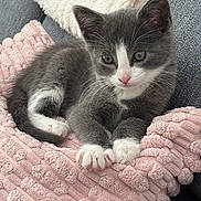 Pokou a rejoint le concours — aidez-le/la à gagner de superbes lots ! kitten, cat, gray_and_white, cute, pet, feline, animal, resting, cozy, blanket, pink, soft_texture, indoor, fur, whiskers, paws, close_up, relaxed, comfort, cute_animal