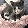 kitten, cat, gray_and_white, cute, pet, feline, animal, resting, cozy, blanket, pink, soft_texture, indoor, fur, whiskers, paws, close_up, relaxed, comfort, cute_animal