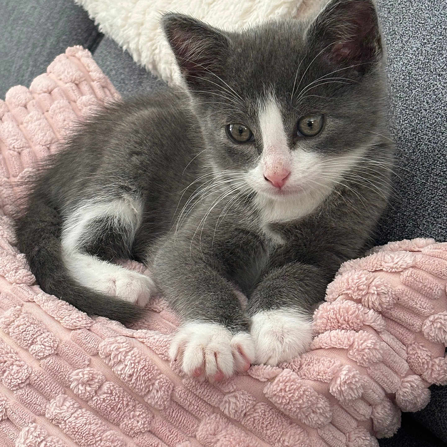 Pokou a rejoint le concours — aidez-le/la à gagner de superbes lots ! animal, blanket, cat, close_up, comfort, cozy, cute, cute_animal, feline, fur, gray_and_white, indoor, kitten, paws, pet, pink, relaxed, resting, soft_texture, whiskers