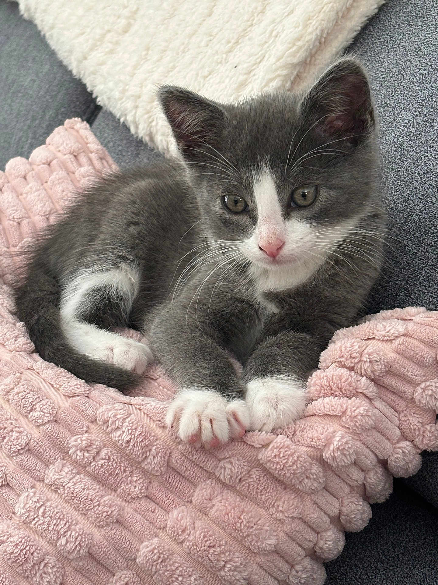 Pokou a rejoint le concours — aidez-le/la à gagner de superbes lots ! kitten, cat, gray_and_white, cute, pet, feline, animal, resting, cozy, blanket, pink, soft_texture, indoor, fur, whiskers, paws, close_up, relaxed, comfort, cute_animal