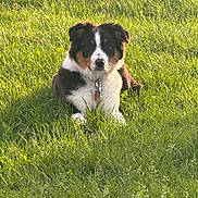 Tessa is registered to the contest to win money with this photo: animal, canine, collar, daylight, dog, field, fur, grass, greenery, leash, mammal, nature, outdoor, peaceful, pet, portrait, relaxed, sitting, summer, sunlight
