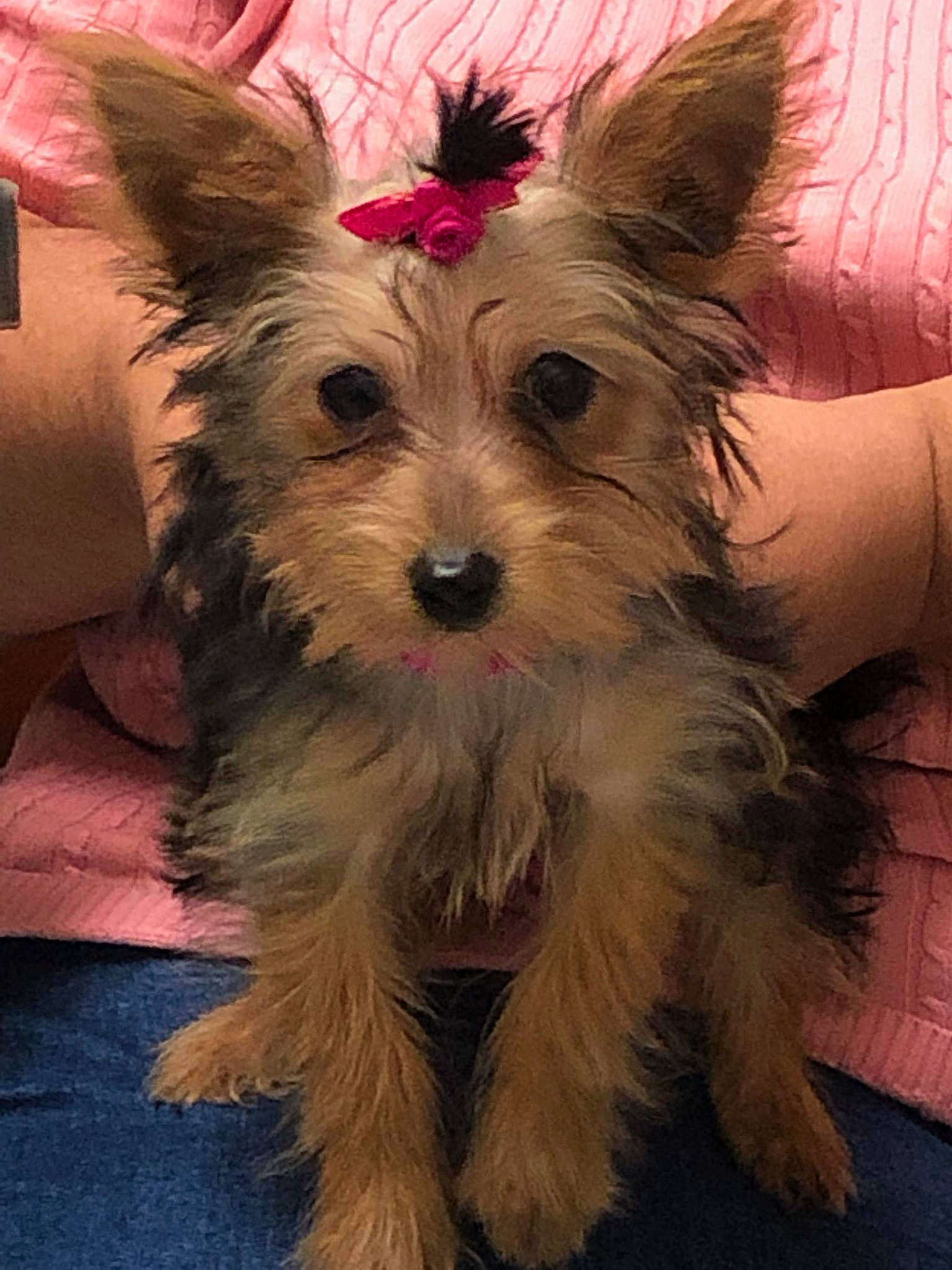 Dazie is registered to the contest to win money with this photo: australian_silky_terrier, australian_terrier, biewer_terrier, cairn_terrier, canidae, carnivore, companion_dog, dog, dog_breed, maltepoo, mammal, morkie, puppy, schnoodle, small_terrier, sporting_lucas_terrier, terrier, vertebrate, yorkipoo, yorkshire_terrier