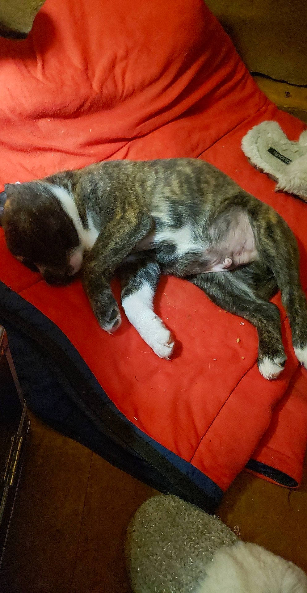 Roscoe is registered to the contest to win money with this photo: bored, canidae, carnivore, comfort, companion_dog, dog_breed, fawn, felidae, fur, nap, non_sporting_group, paw, small_to_medium_sized_cats, snout, sporting_group, tail, terrestrial_animal, treeing_tennessee_brindle, whiskers, working_animal