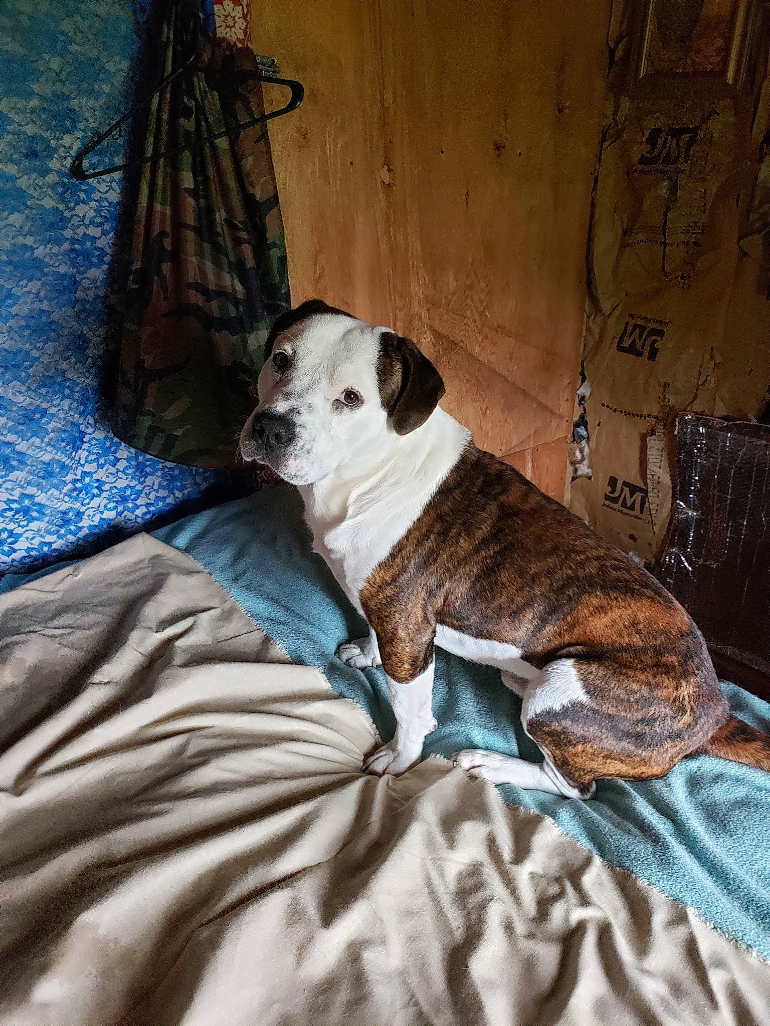 Cruise is registered to the contest to win money with this photo: bedding, canidae, carnivore, comfort, companion_dog, dog, dog_breed, dog_collar, fawn, linens, non_sporting_group, pet_supply, room, snout, sporting_group, terrestrial_animal, terrier, toy_dog, wood, working_animal