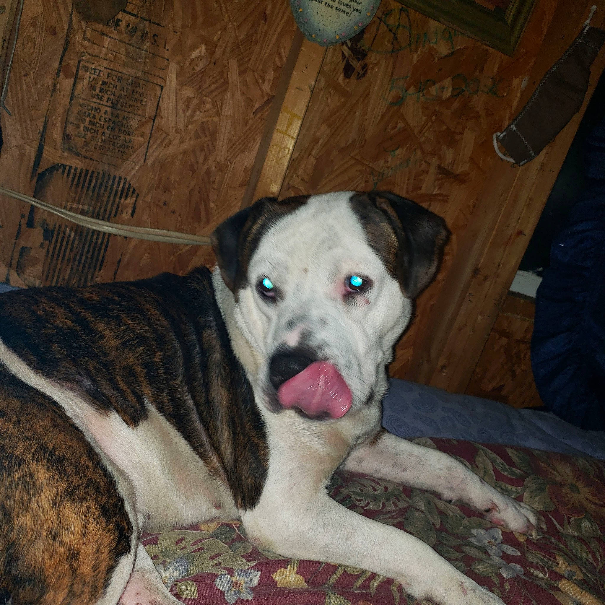 Cruise joined the competition — help win amazing prizes! canidae, carnivore, comfort, companion_dog, dog, dog_breed, fawn, hardwood, non_sporting_group, pet_supply, snout, sporting_group, terrestrial_animal, wood, working_animal, working_dog