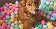 Zoey joined the competition — help win amazing prizes! dog, golden_retriever, ball_pit, colorful_balls, pastel_colors, indoor, pet, cute, playful, relaxed, fur, canine, animal, cozy, home, furniture, happy, eyes, face, toy