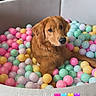 dog, golden_retriever, ball_pit, colorful_balls, pastel_colors, indoor, pet, cute, playful, relaxed, fur, canine, animal, cozy, home, furniture, happy, eyes, face, toy