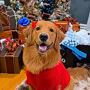 Zoey is registered to the contest to win money with this photo: dog, golden_retriever, red_sweater, red_bows, christmas_tree, presents, holiday, festive, indoor, smiling, cute, pet, decorations, ornaments, lights, carpet, wrapped_gifts, happy, celebration, seasonal