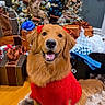 dog, golden_retriever, red_sweater, red_bows, christmas_tree, presents, holiday, festive, indoor, smiling, cute, pet, decorations, ornaments, lights, carpet, wrapped_gifts, happy, celebration, seasonal