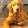 dog, golden_retriever, indoor, wooden_floor, pet, canine, animal, relaxed, lying_down, looking_at_camera, fur, ears, paw, door, home_interior, floor, cute, portrait, domestic_animal, friendly