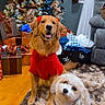Zoey joined the competition — help win amazing prizes! dog, golden_retriever, small_dog, purple_sweater, red_sweater, christmas_tree, christmas_decorations, wrapped_presents, holiday, indoor, carpet, curtains, window, couch, festive, pets, smiling_dog, holiday_spirit, home, celebration