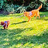 Zoey joined the competition — help win amazing prizes! dog, dogs, leash, grass, park, outdoor, sunlight, greenery, playful, walking, pet, animal, nature, daylight, canine, harness, brown_dog, small_dog, large_dog, fun