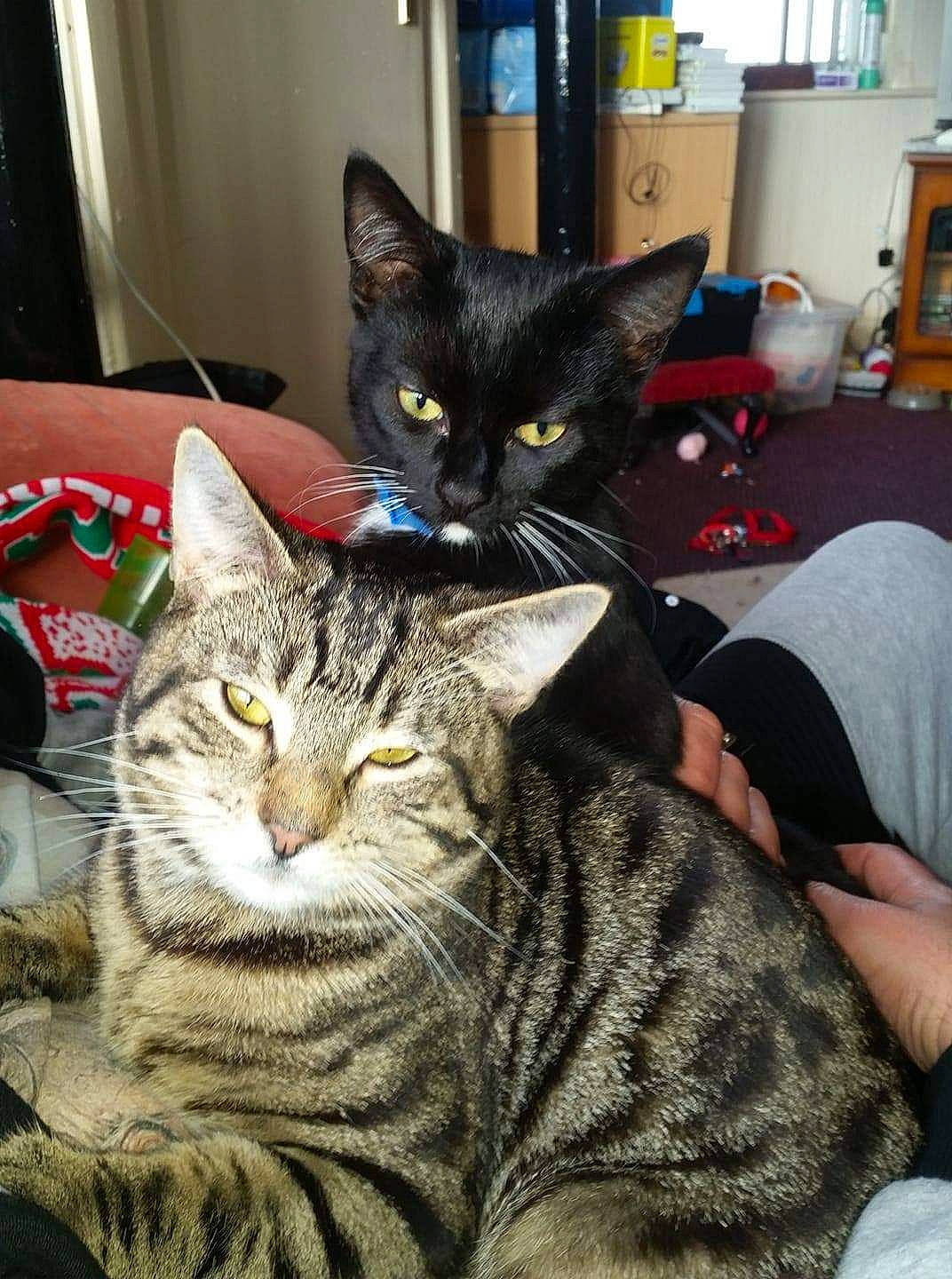 Paddy And Lucky is registered to the contest to win money with this photo: carnivore, cat, comfort, domestic_short_haired_cat, felidae, fur, room, shelf, sitting, small_to_medium_sized_cats, snout, terrestrial_animal, whiskers