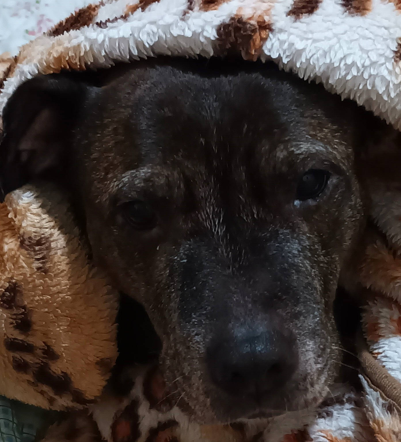 Jules joined the competition — help win amazing prizes! borador, canidae, carnivore, companion_dog, dog, dog_breed, fawn, fur, guard_dog, hat, non_sporting_group, plant, puppy, snout, sporting_group, street_dog, terrestrial_animal, whiskers, working_animal, working_dog