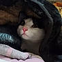 Precious joined the competition — help win amazing prizes! animal, black_and_white, blanket, cat, closeup, comfort, cozy, cute, domestic, eyes, face, feline, fur, indoor, nose, pet, pink_nose, resting, warm, whiskers