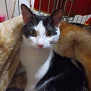 Precious is registered to the contest to win money with this photo: animal, black_and_white, blanket, cat, closeup, cozy, curious, cute, domestic_cat, ears, face, feline, fur, indoor, mammal, nestled, pet, resting, soft, whiskers