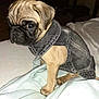 Meatball joined the competition — help win amazing prizes! pug, puppy, dog, denim_jacket, pet_clothing, bed, indoor, cute, small_dog, fur, animal, canine, domestic_animal, sitting, portrait, close_up, expression, young, furniture, soft_lighting